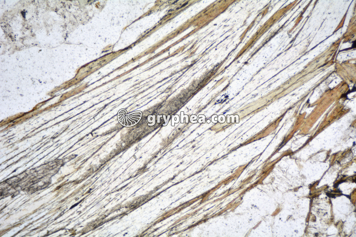 Muscovite LPNA x25 - gryphea.org